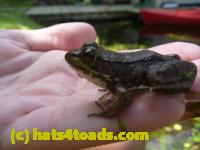 /home//u458753944/public_html/sourcegallery//Frogs/Mixed frogs/P1070616.JPG